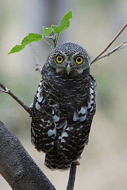 Āfrikas apodziņš (Glaucidium capense)