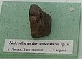 en:Holcodiscus furcatocostatus sp.n. Upper en:Barremian, Lilyak, Targovishte Province at the Sofia University "St. Kliment Ohridski" Museum of Paleontology and Historical Geology