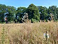 Schulwald im Entstehen, an der Bahnlinie liegender Teil des Bürger-Klimaparks