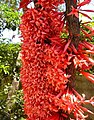 Ixora margaretae, arbre à fleur endémique de la forêt sèche