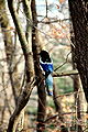 한국어: 까치 English: Korean Magpie