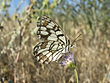 Melanargia ines