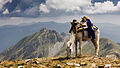 Осамен коњ на планината Крчин, дел од националниот парк