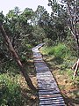 Das Georgenfelder Hochmoor – ein Holzbohlenweg