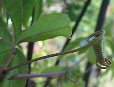 Vrille de Passiflora caerula