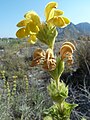 Podčeleď Lamioideae: sápa (Phlomis crinita)