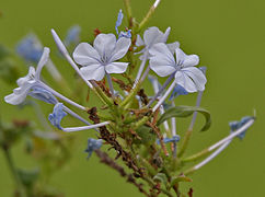 Perianto hipocrateriforme en Plumbago.