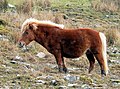 Dartmoor Pony (cat)