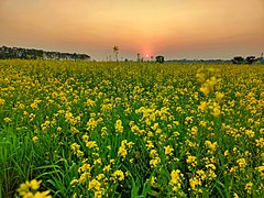 Sunset over mustard field.jpg