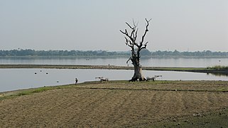 Taungthaman, Tree, Amarapura, Mandalay, Myanmar.jpg