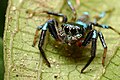 Thiania bhamoensis, used for spider fighting in Singapore