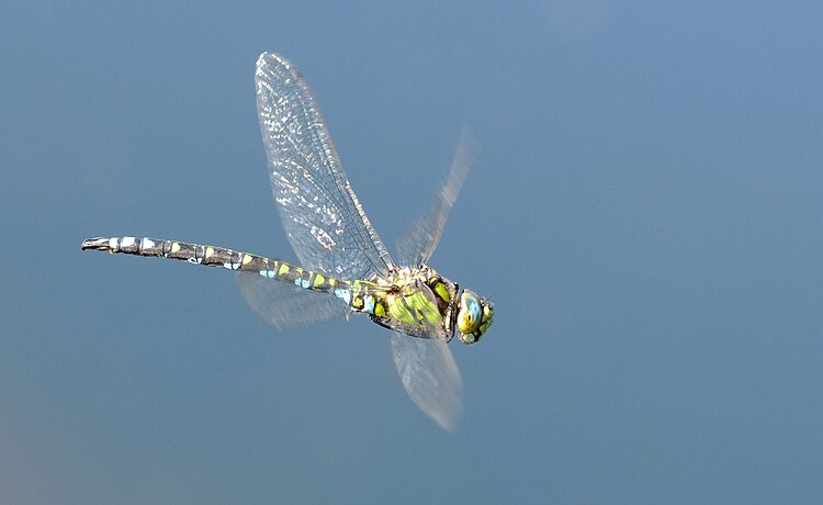 Стрекоза Коромысло синее (Aeshna cyanea) в полёте