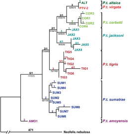 Arbre phylogénétique des tigres, montrant la grande parenté du tigre de Sibérie (P. t. altaica) et du tigre de la Caspienne (P. t. virgata), relativement aux grandes distances séparant les autres sous-espèces et populations de tigres.