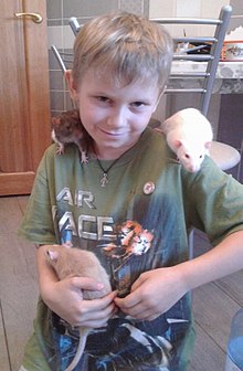 Uśmiechnięty chłopiec trzyma jednego szczura na ręku i dwa na ramionach