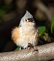 Image 92Tufted titmouse floofed up in Central Park