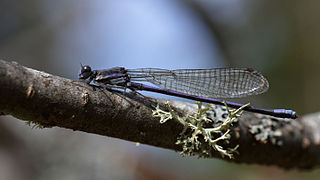 Un mâle Argia fumipennis violacea, dans le parc provincial Algonquin au Canada.