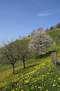 Prairie couverte de pissenlits communs dans le Vorarlberg (Autriche). (définition réelle 2 592 × 3 888)