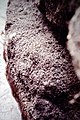 Millions d'exuvies de Chironome plumeux sur les berges polluées de l'Aa (années 1985-1995, ici à Blendecques).