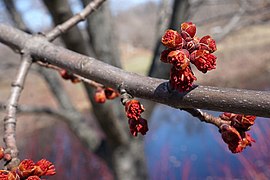 Acer x freemanii (Freeman Maple) (33236699351).jpg