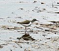 Spotted Sandpiper (Actitis macularia)