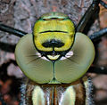 head, young male