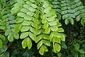 Albizia samanの羽状複葉