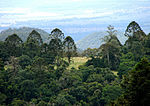 Gondwana-Regenwälder Australiens