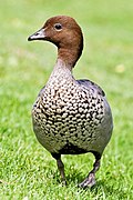 Australian wood duck - male