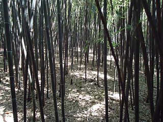 Bamboo forest in New Jersey