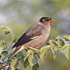 Bank myna, by Charlesjsharp