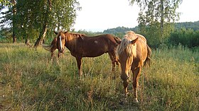 Chevaux Bachkir dans le sud de l'Oural