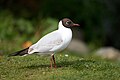 Мартин звичайний (Larus ridibundus)