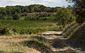 Trail and vineyard.
