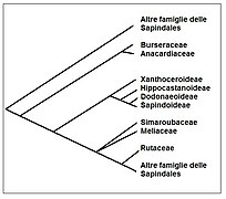 Cladogramma A.JPG