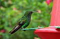 Costa Rica Colibrì