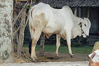 Sapi ring Désa Sambi, Sléman, Yogyakarta