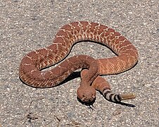 Crotalus ruber male cropped.jpg