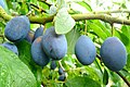 damson (Prunus domestica subsp. insititia)