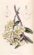 Dendrobium sanguinolentum