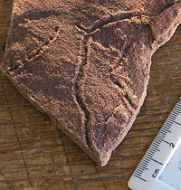 Un fòssil indicador de finals de l'Ediacarià, preservat en un pla estratigràfic.
