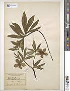 Eugène Fischer herbarium sheet Helleborus foetidus.jpg