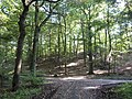 Abschnitt im Schwanheimer Wald, Ansicht von Norden