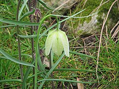 Variété à fleur blanche.