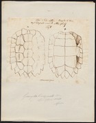 Geoemyda tricarinata - 1700-1880 - Print - Iconographia Zoologica - Special Collections University of Amsterdam - UBA01 IZ11600097.tif