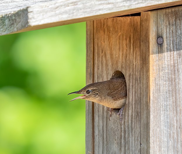 House wren doing an eel impression guarding its nest box