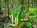 Forest floor of Ribeso nigri-Alnetum glutinosae - alder carr - Poland.