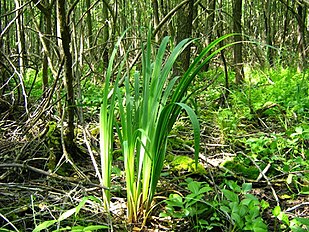 Forest floor of Ribeso nigri-Alnetum glutinosae - alder carr - Poland.