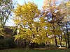 Ginkgo im Schlosspark Jahnishausen (2015)