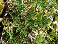 Lomatium utriculatum