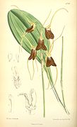 Masdevallia schlimii